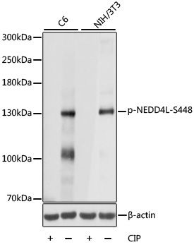NEDD4L (Phospho-S448) antibody
