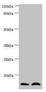NEDD8 Antibody
