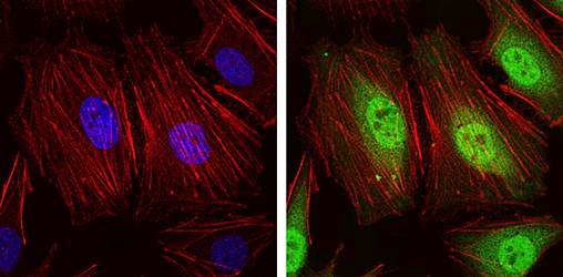 NEDD8 Antibody