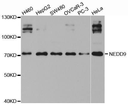 NEDD9 antibody
