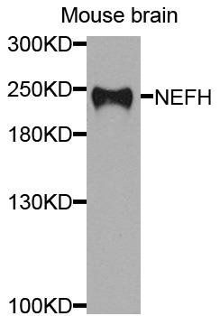 NEFH antibody