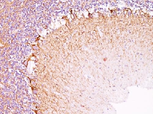 Neurofilament (NF-H) (Neuronal Marker) Antibody