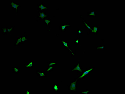 NEFH antibody