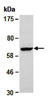 NEFL antibody