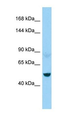 NEFM antibody
