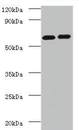 Negative elongation factor B antibody