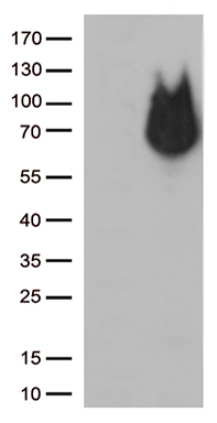 NEGR1 antibody