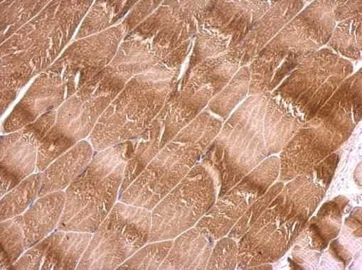 NEGR1 antibody