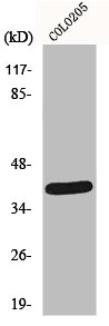 NEGR1 antibody