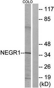 NEGR1 antibody