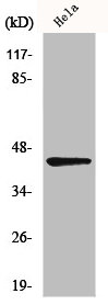 NEIL1 antibody