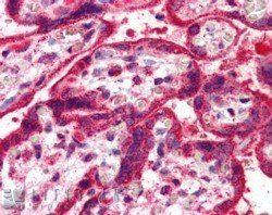 Goat anti-NEIL1 / NEH1 Antibody