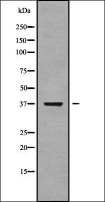 NEIL2 antibody