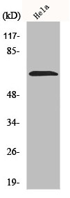 NEIL3 antibody