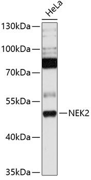NEK2 antibody