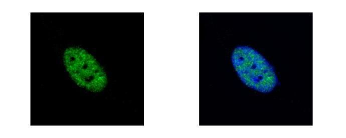 NEK4 antibody [N2C1], Internal