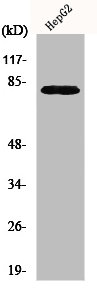 NEK5 antibody