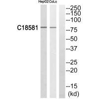 NEK5 antibody