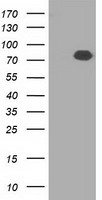 NEK6 antibody