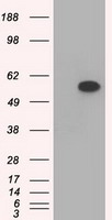 NEK6 Antibody