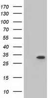 NEK6 antibody