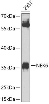 NEK6 antibody