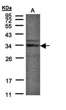 NEK7 antibody