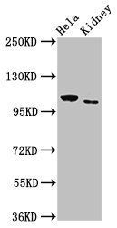 NEK9 antibody