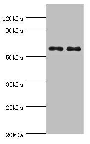 NELFCD antibody