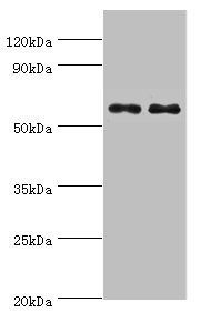 NELFCD Antibody