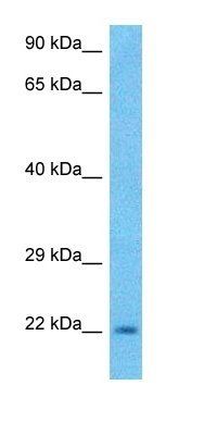 NELFD antibody