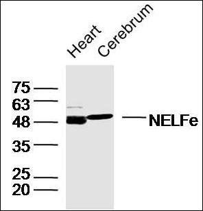 NELFe antibody