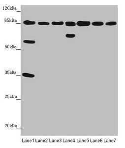 NELL1 antibody