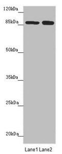 NELL1 antibody