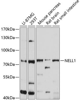 NELL1 antibody