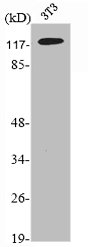 NEMF antibody