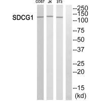 NEMF antibody