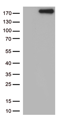 Nephrin (NPHS1) antibody