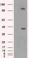 Nephrin (NPHS1) antibody