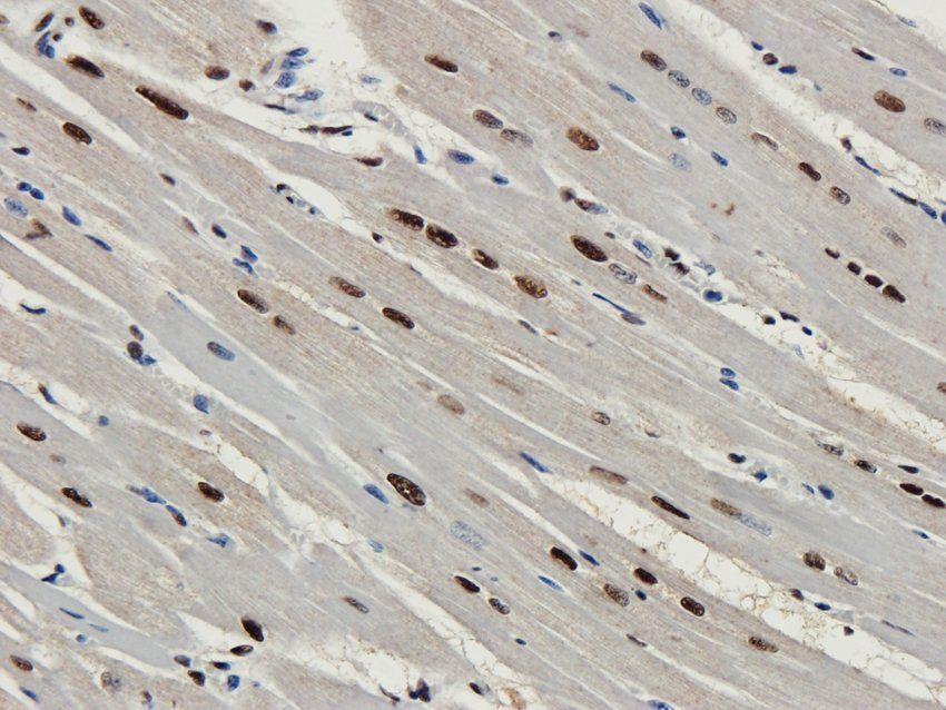 Nesprin 1 antibody