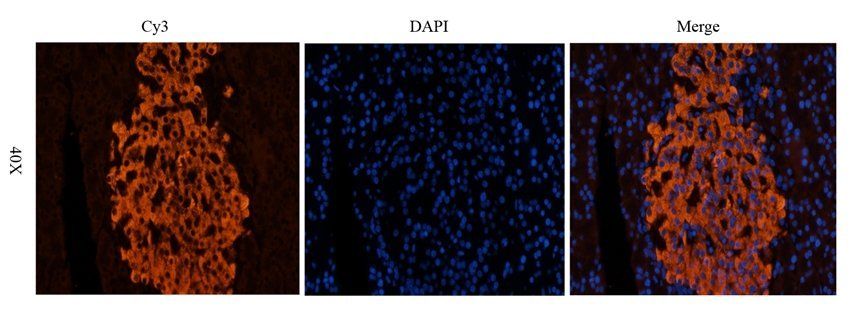 Nesprin 1 antibody