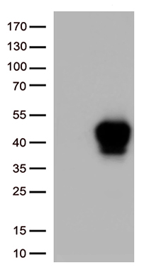 Nesprin 1 (SYNE1) antibody