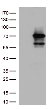 Nesprin 1 (SYNE1) antibody