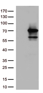 Nesprin 1 Antibody