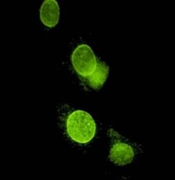 Nesprin 2 Antibody