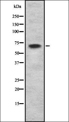 Netrin-1 antibody