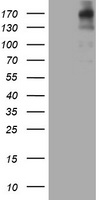 Netrin G2 (NTNG2) antibody