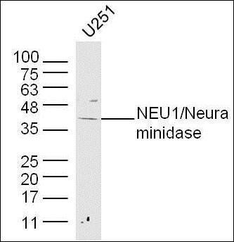 NEU1 antibody