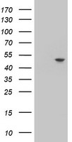 NEU2 antibody