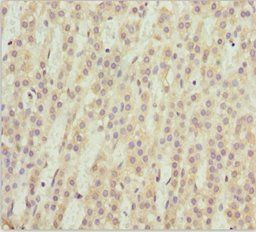 NEU2 Antibody